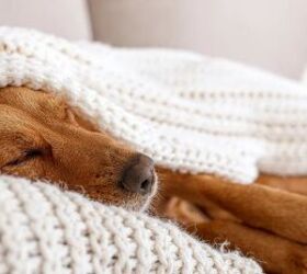 why your dog is suddenly grinding their teeth, Dog sleeping image via Canva