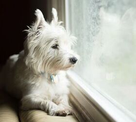 How Can I Make My Dog Less Lonely When I Have to Work All Day?