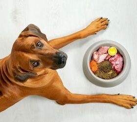 Homemade Dog Food Might Be Low in Key Nutrients, According to Study