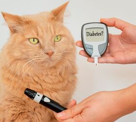 International Cat Care Releases New Diabetes Guidelines