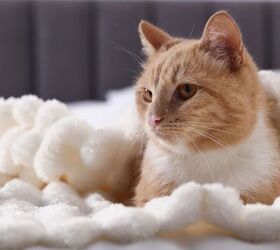 The Common Mistake Indoor Cat Owners Are Making