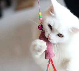 the common mistake indoor cat owners are making, Cat playing image via Canva