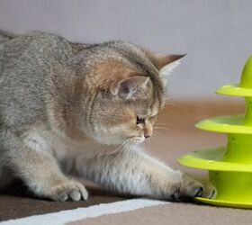 the common mistake indoor cat owners are making, Cat playing image via Canva