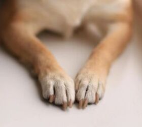 Here's Why Your Dog's Nails Keep Splitting