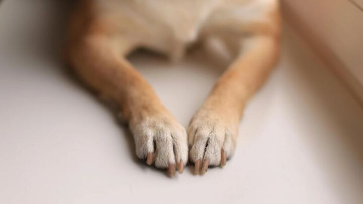 Dog Splitting Here's Why Your Dog's Nails Keep Splitting | PetGuide