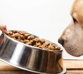 here s why your dog s nails keep splitting, Dog food bowl image via Canva