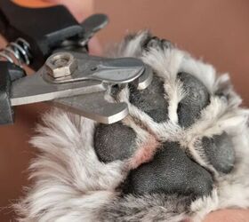 here s why your dog s nails keep splitting, Trimming dog nails image via Canva