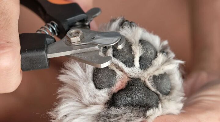 Dog Splitting Here's Why Your Dog's Nails Keep Splitting | PetGuide