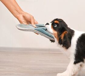 Does Gentle Parenting Work for Dogs?