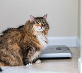 a clinical study of glp 1 for cats is being conducted at cornell, Andriy Blokhin Shutterstock