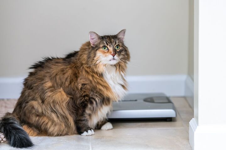 A Clinical Study of GLP-1 for Cats Is Being Conducted at Cornell | PetGuide A Clinical Study of GLP-1 for Cats Is Being Conducted at Cornell | PetGuide