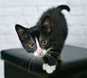 Water-Loving Kitten Forces Temporary Closure of Richmond Cat Cafe