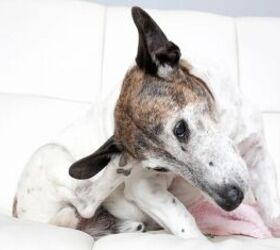 3 Reasons Why Your Dog Might Be Scratching More Than Usual