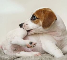 3 reasons why your dog might be scratching more than usual, Dog biting image via Canva