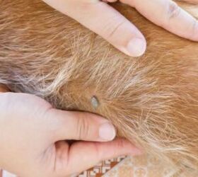 3 reasons why your dog might be scratching more than usual, Parasite in dog s fur image via Canva