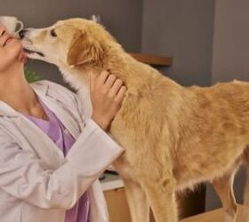 3 reasons why your dog might be scratching more than usual, Dog with vet image via Canva