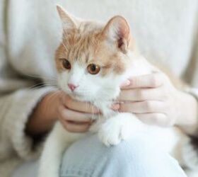 can your pets catch your cold, Cat on knee image via Canva
