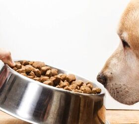 why your dogs coat feels drier than usual, Dog food image via Canva