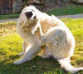 why your dogs coat feels drier than usual, Dog scratching image via Canva