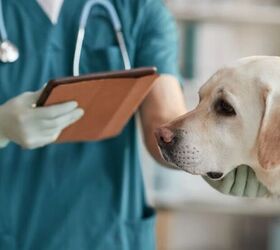 why your dogs coat feels drier than usual, Dog with vet image via Canva