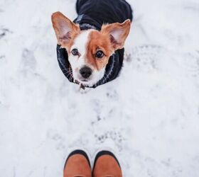 4 simple ways to keep your dog healthy and comfortable this winter, Dog in snow image via Canva