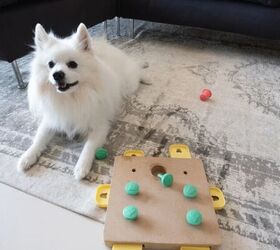 4 simple ways to keep your dog healthy and comfortable this winter, Dog with puzzle toy image via Canva