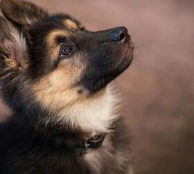 26 Adorable A-to-Z Puppy Names for 2026