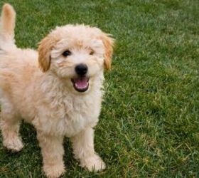 Puppy - image via Canva