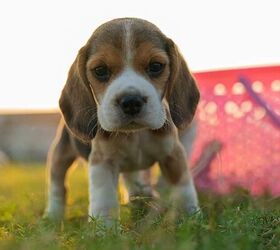 Puppy - image via Canva