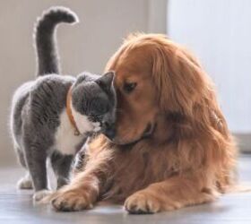 5 smart upgrades every pet owner will want in 2026, Cat and dog eating image via Canva