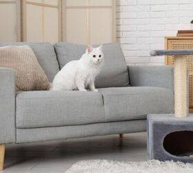 Why Your Cat Still Scratches The Furniture—Even With a Scratching Post