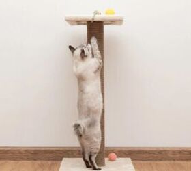 why your cat still scratches the furnitureeven with a scratching post, Cat using scratching post image via Canva