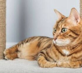 why your cat still scratches the furnitureeven with a scratching post, Cat by scratching post image via Canva