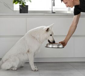probiotics vs prebiotics for dogs what s the key difference, Photo credit Julia Kostiuchenko Shutterstock com