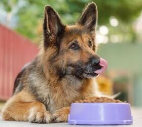 probiotics vs prebiotics for dogs what s the key difference, Photo credit Snezhana G Shutterstock com