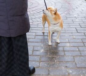 obstinate dog here s how to get his cooperation