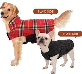obstinate dog here s how to get his cooperation