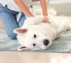how can i be prepared for dog first aid at home, Photo credit Pixel Shot Shutterstock com