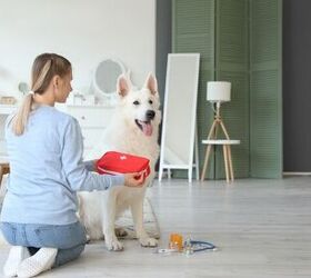 how can i be prepared for dog first aid at home, Photo credit Pixel Shot Shutterstock com