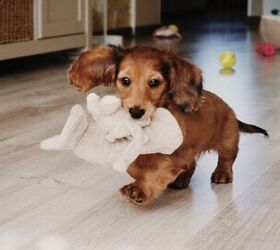 how to care for a puppy a step by step guide, Photo credit Jennifernik Shutterstock com