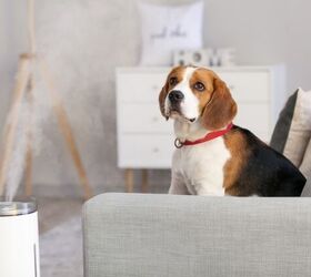 are pheromone products the answer to your dog s stress, Photo credit Pixel Shot Shutterstock com