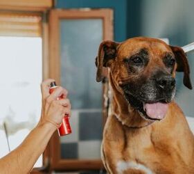 are pheromone products the answer to your dog s stress, Photo credit Antonio Suarez Vega Shutterstock com