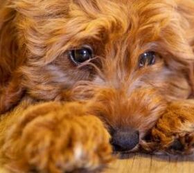 Sad dog - image via Canva