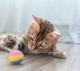 Cat playing with a ball - image via Canva