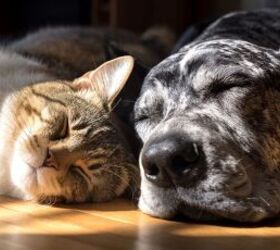 Cat and dog napping in the sun - image via Canva