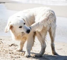 Why Your Dog Keeps Biting Their Tail