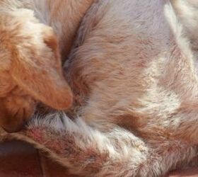 why your dog keeps biting their tail, Dog biting their tail image via Canva