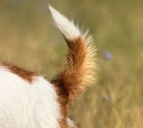 why your dog keeps biting their tail