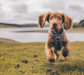 these are the top 3 mistakes new puppy owners make, Puppy running image via Canva