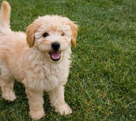 these are the top 3 mistakes new puppy owners make, Puppy image via Canva